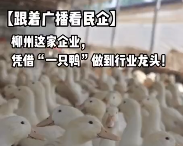 跟着广播看民企丨柳州这家企业，凭借“一只鸭”做到行业龙头！
